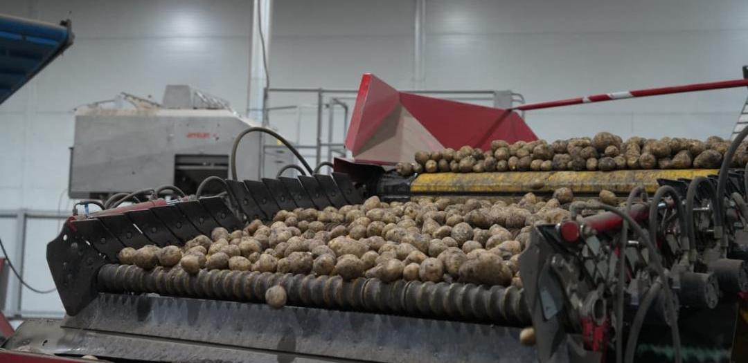 Импорт картофеля в Казахстане может вырасти в несколько раз