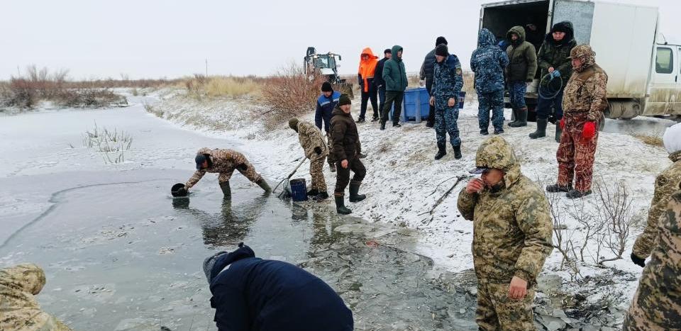 1,8 млн штук молоди рыб спасли в Атырауской области