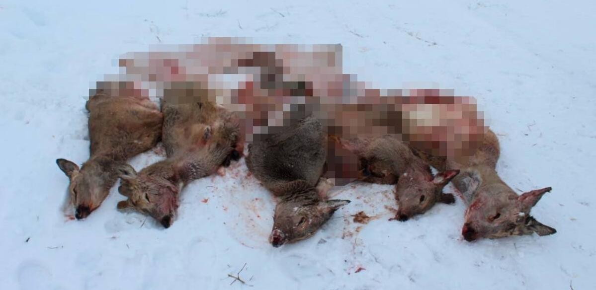 Подозреваемых в незаконном отстреле косуль задержали в СКО