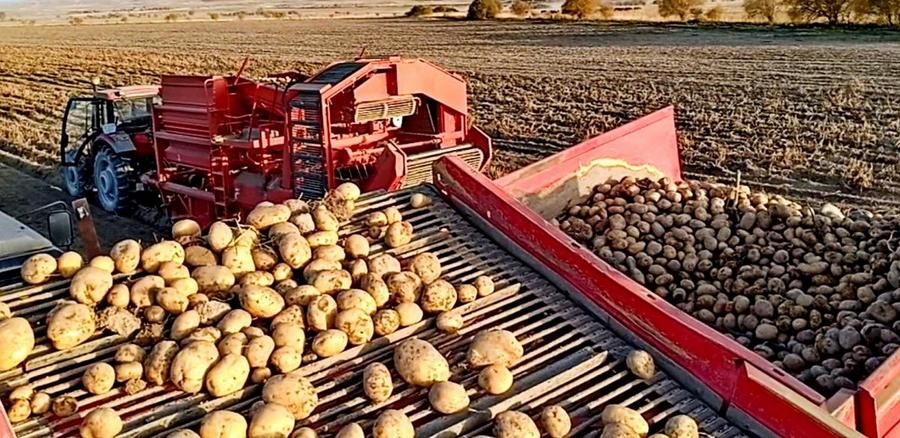 Сбор раннего урожая в Казахстане опережает плановые показатели