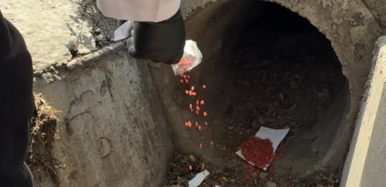 В Алматы продолжат борьбу с крысами