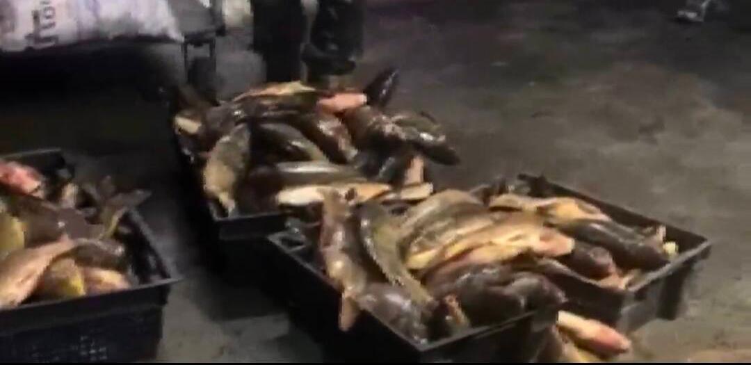 Рыбу на миллионы тенге изъяли у браконьеров в Карагандинской области