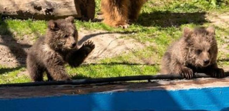 Краснокнижные медвежата родились в Алматинском зоопарке
