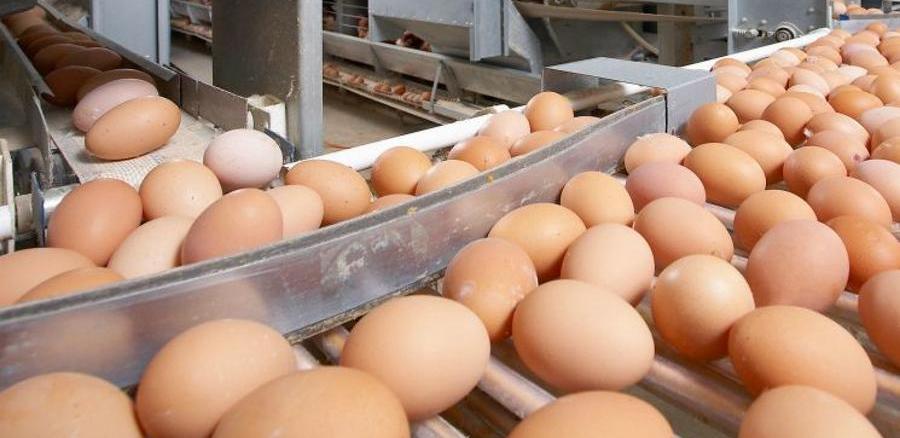 Партию куриных яиц пытались незаконно завезти в Казахстан