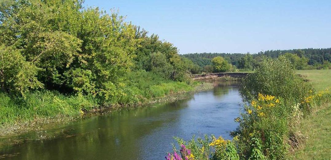 Дикие свиньи стали источником неприятного запаха от реки в области Жетісу