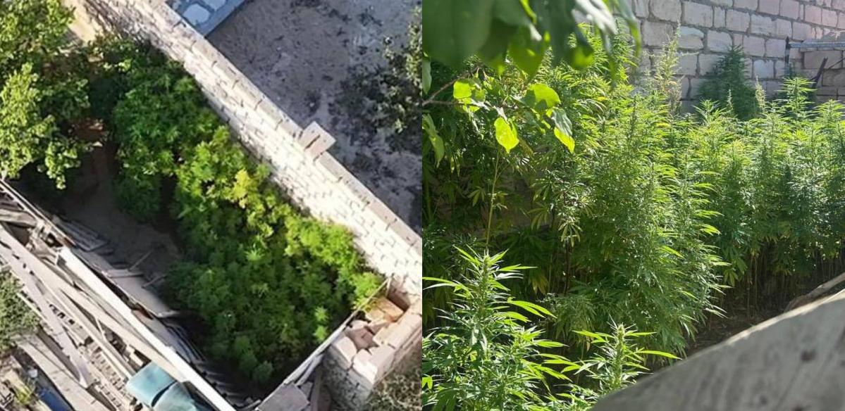 Более 700 кустов конопли обнаружили во дворе жителя Мангистау