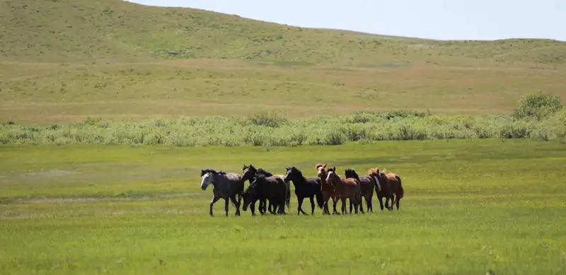 Пастбища на 2,7 млрд тенге вернули жителям Павлодарской области