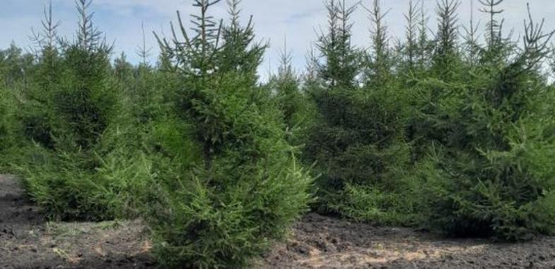 Тысячи гектаров неучтенных лесов выявили в Казахстане