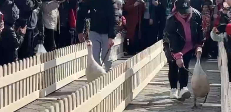 В Петропавловске гоняли гусей