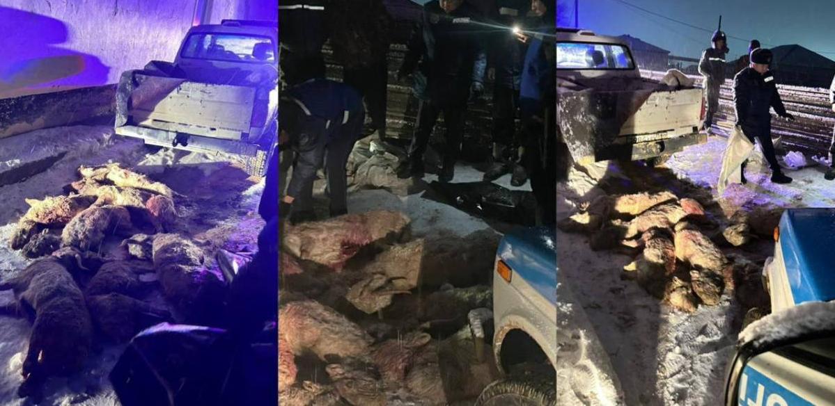У мужчины в авто обнаружили 8 туш сайгаков в Мангистау