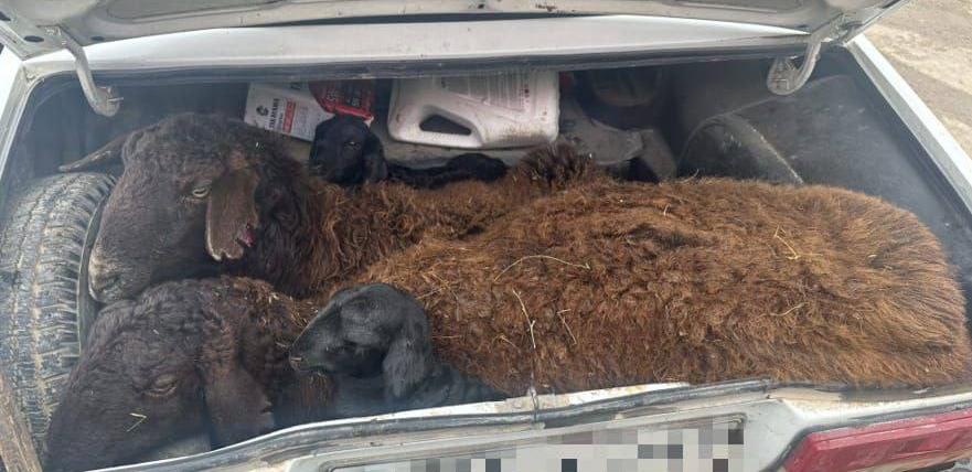 Односельчане украли овец из-за долгов в Туркестанской области