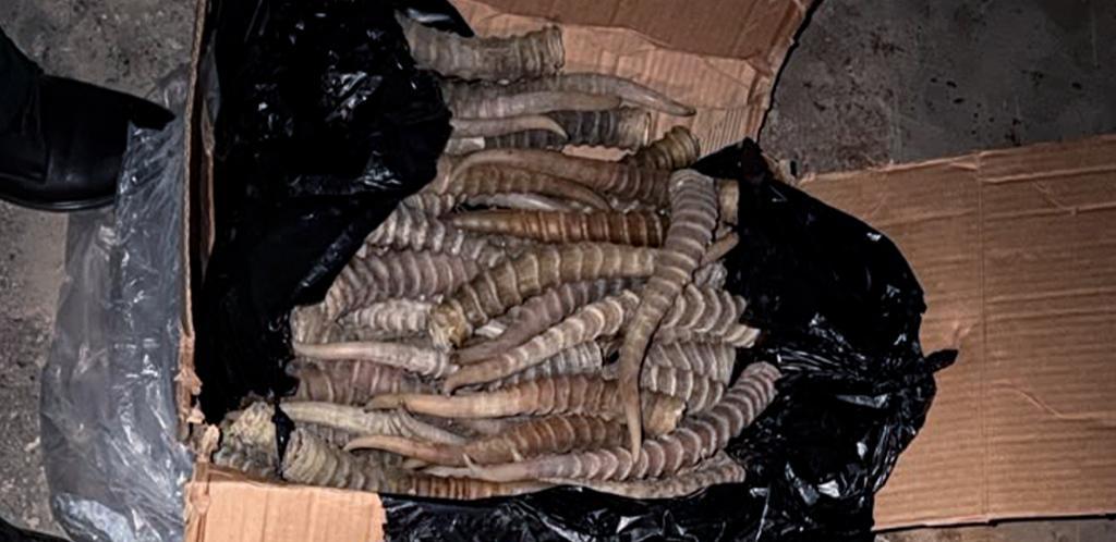 Более 600 рогов сайги пытались вывезти из Казахстана
