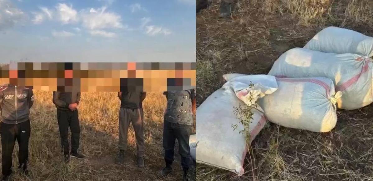 Группу лиц задержали за сбор марихуаны в Жамбылской области