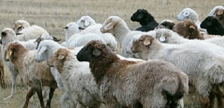 Более 270 млн субсидий на скот похитили чиновники на юге Казахстана