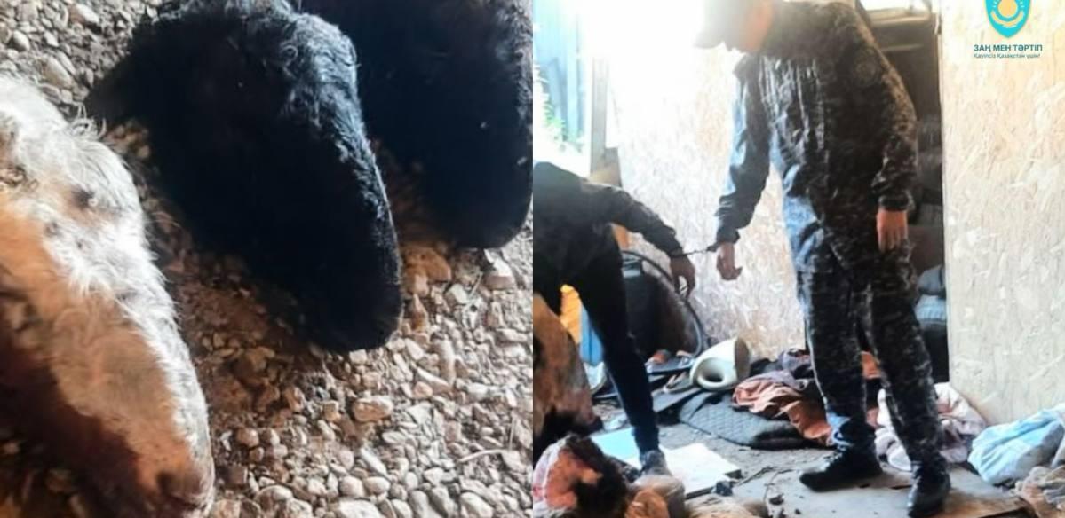 Серийных скотокрадов задержали в Риддере