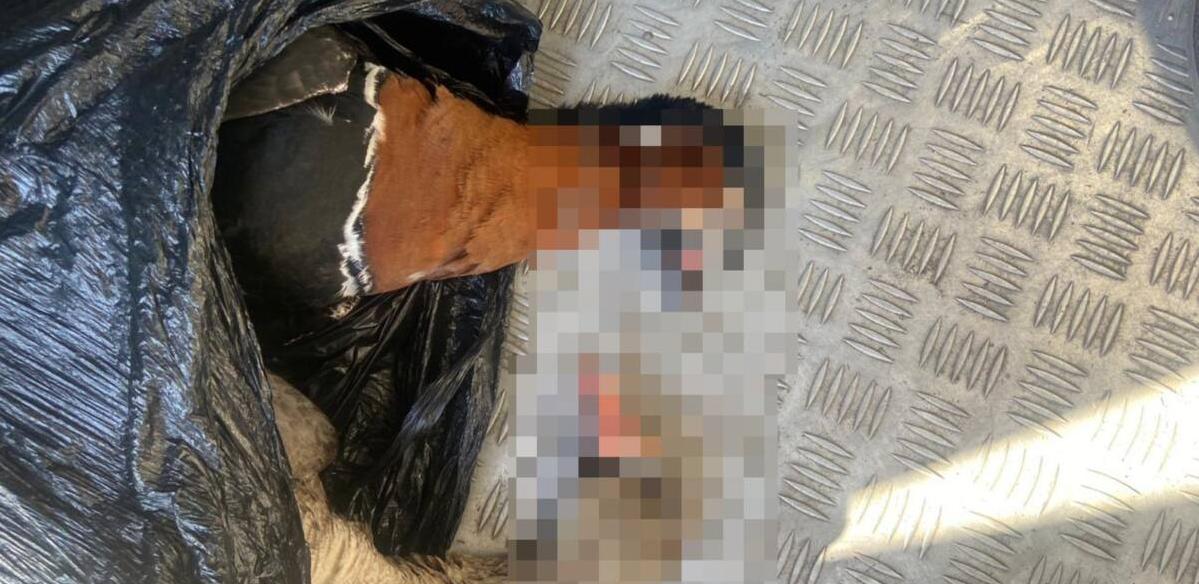 Житель Костаная охотился на краснокнижных птиц 