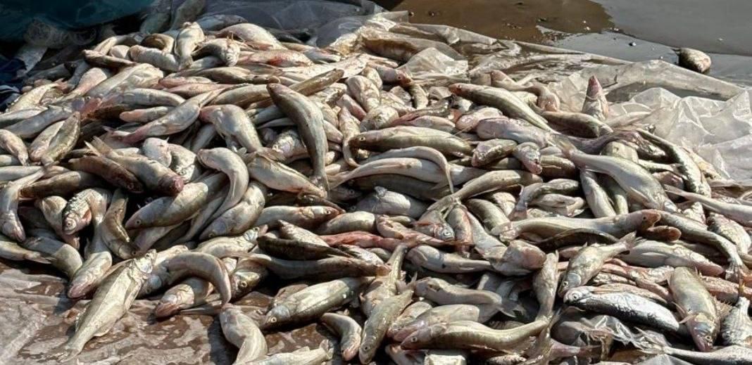 Более 260 кг рыбы изъяли у браконьеров в Туркестанской области