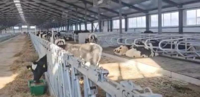 Первая партия племенных тёлок из Дании прибыла в Казахстан