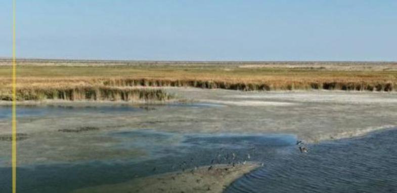 На дне Арала высадили 450 тысяч саженцев саксаула 