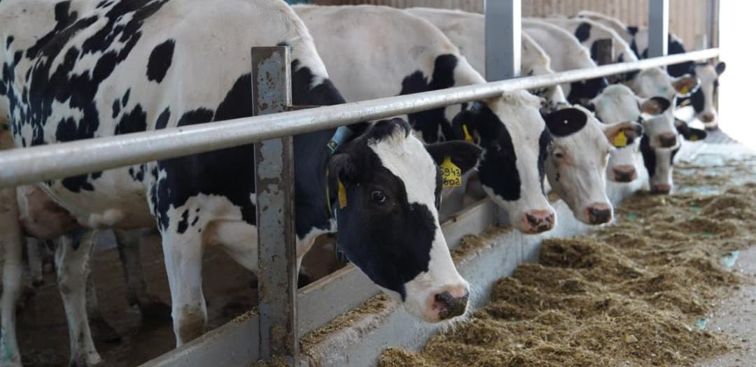 Казахстан расширяет экспорт животноводческой продукции