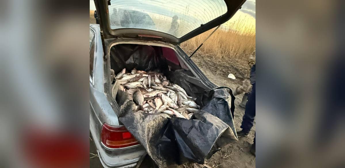 У браконьеров на Зайсане изъяли рыбу на 8 млн тенге