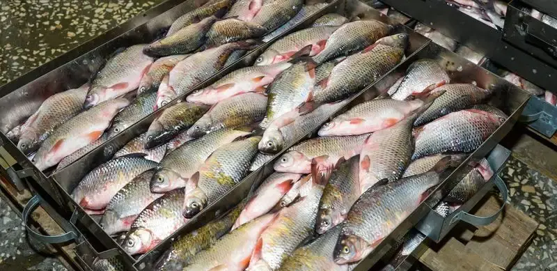 Незаконный экспорт рыбы на 80 млрд тенге выявили в Казахстане