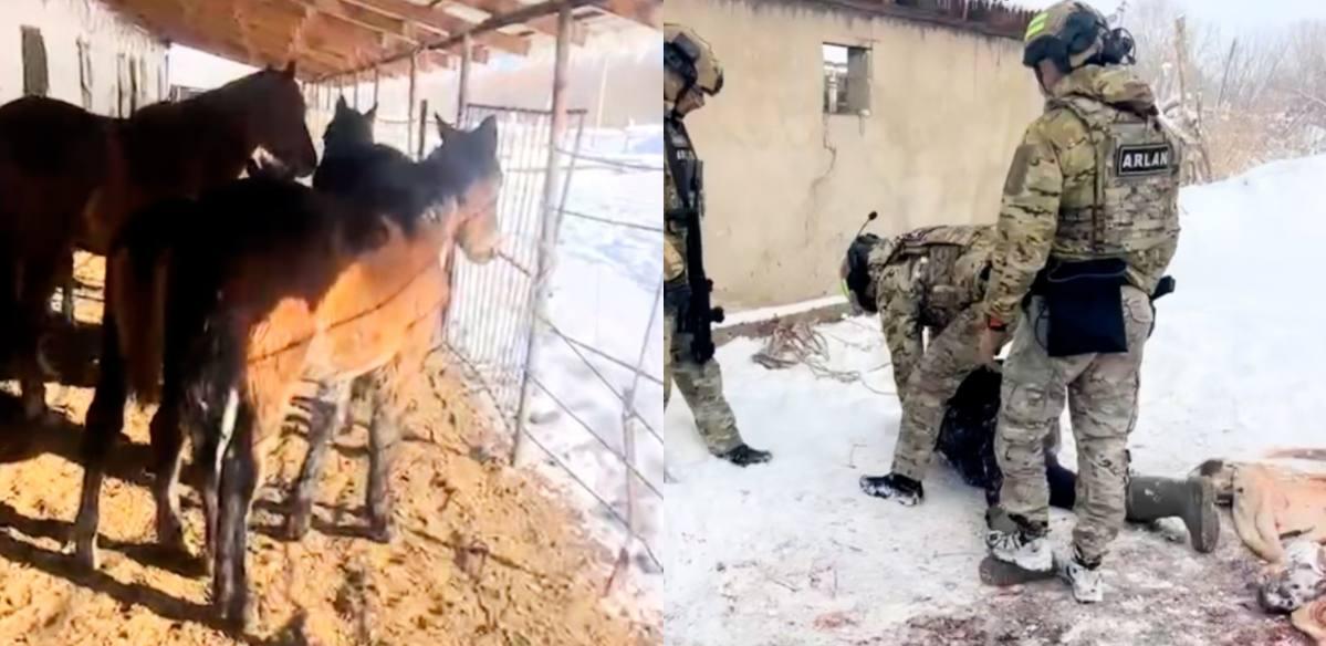 Лошадей от забоя спасли в области Жетысу 