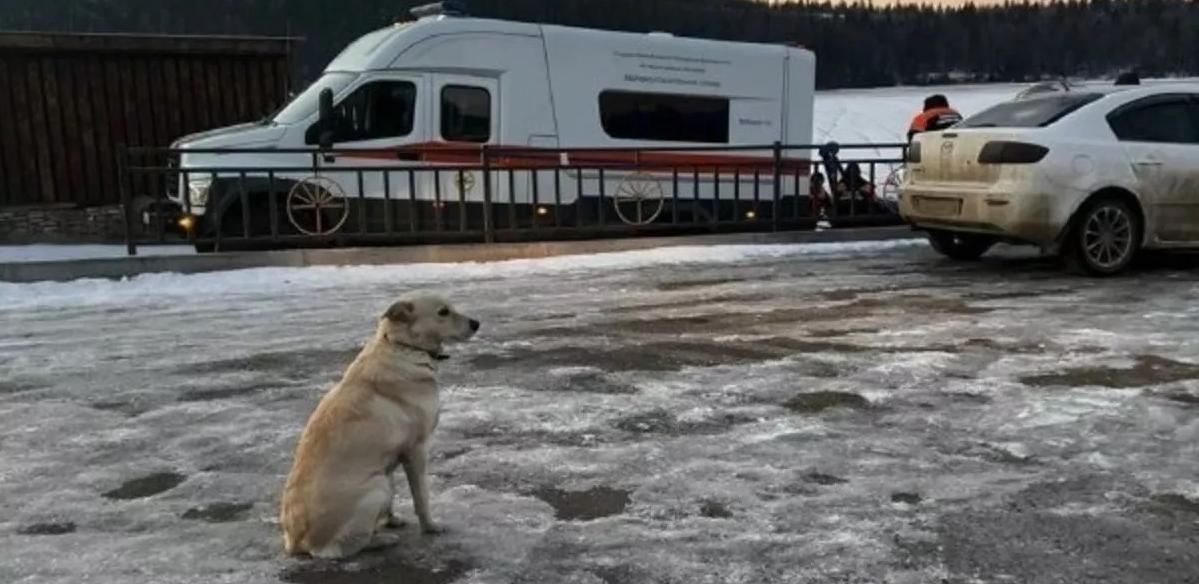 Собака несколько суток ждет на реке провалившегося под лед и погибшего хозяина