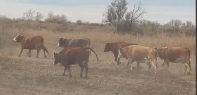 18 000 голов скота поместили на штрафстоянку Павлодара