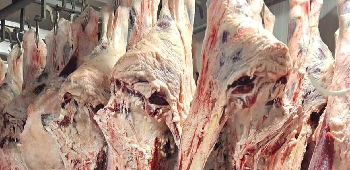 Как ведется заготовка мяса сайгаков в Казахстане