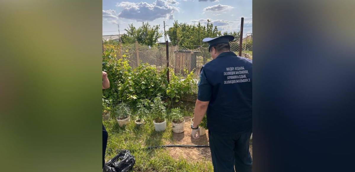 Мужчину задержали за выращивание 16 кг. конопли в Атырауской области