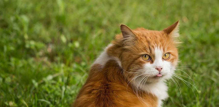 Кота арестовали в Таиланде (ВИДЕО)