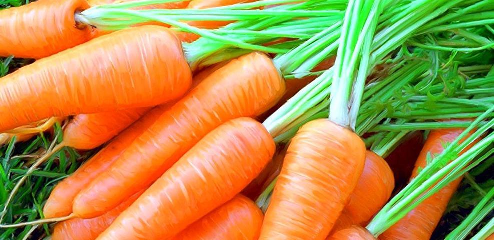 Минсельхоз планирует запретить вывоз моркови из Казахстана
