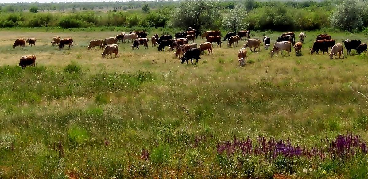 Земли на 4,78 млрд тенге вернули в Карагандинской области