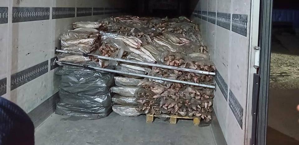 Более 17 тонн рыбной продукции изъяли в Атырау
