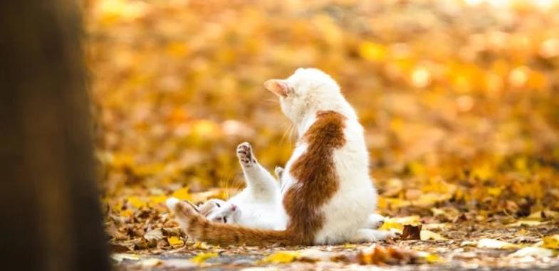 Какая погода ждет казахстанцев в октябре