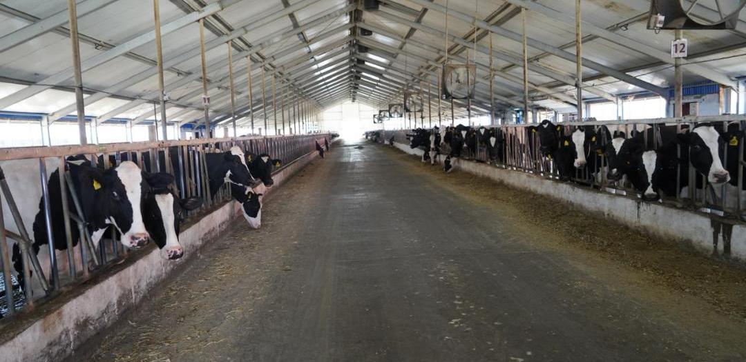 Минсельхоз прокомментировал введение квот на экспорт говядины