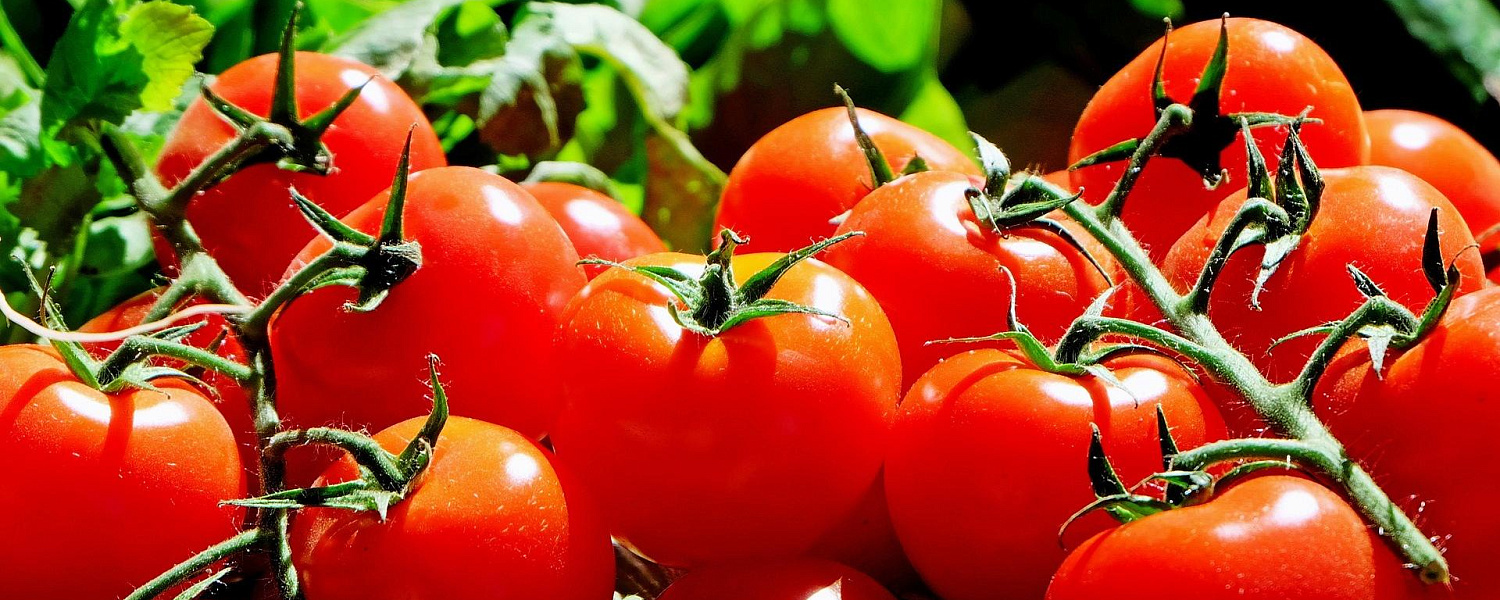 Для овощей создадут «зеленый коридор» на границе с Туркменистаном