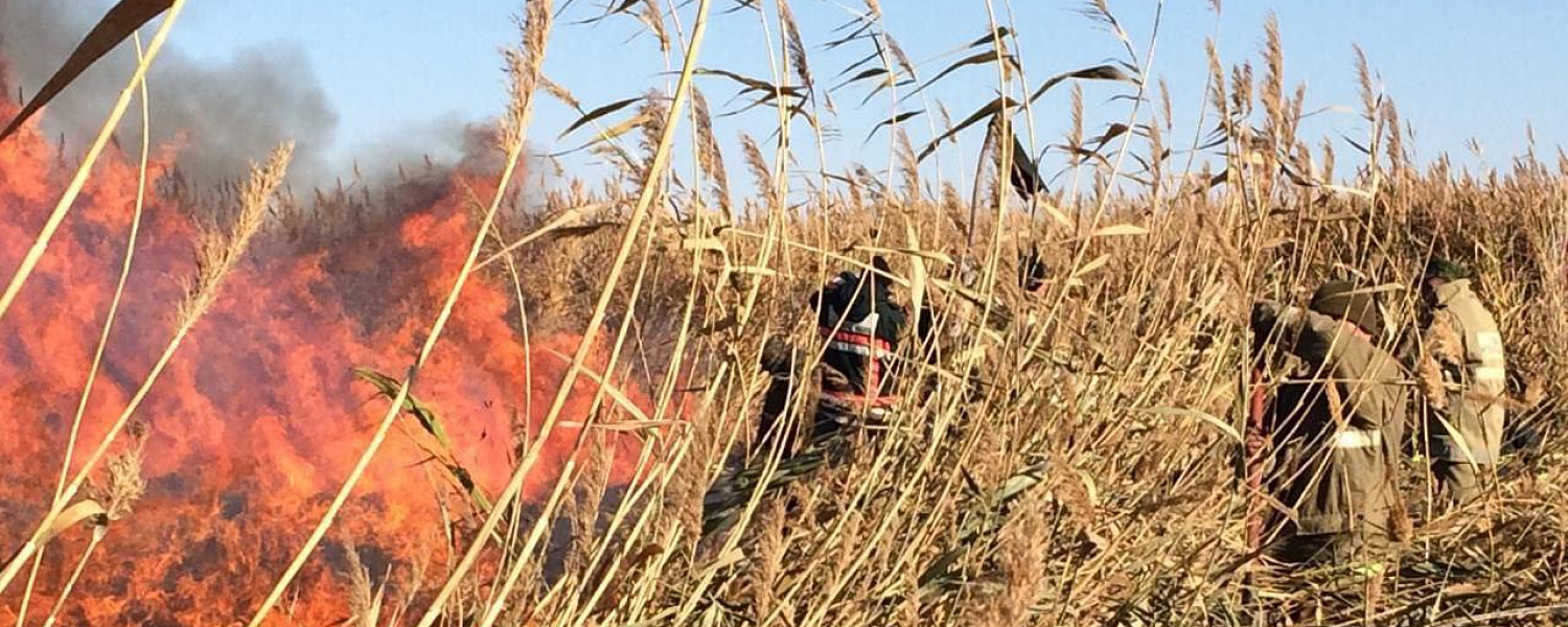Дежурство установили в резервате «Акжайык» из-за тлеющего камыша