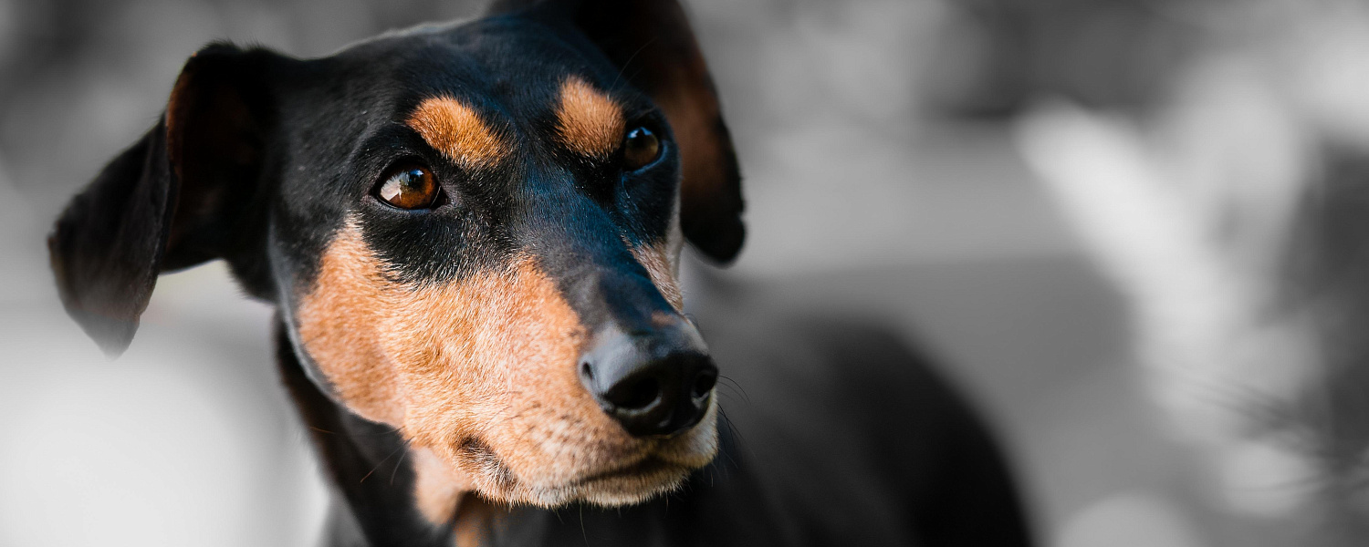 В Казахстане пересматривают правила обращения с животными