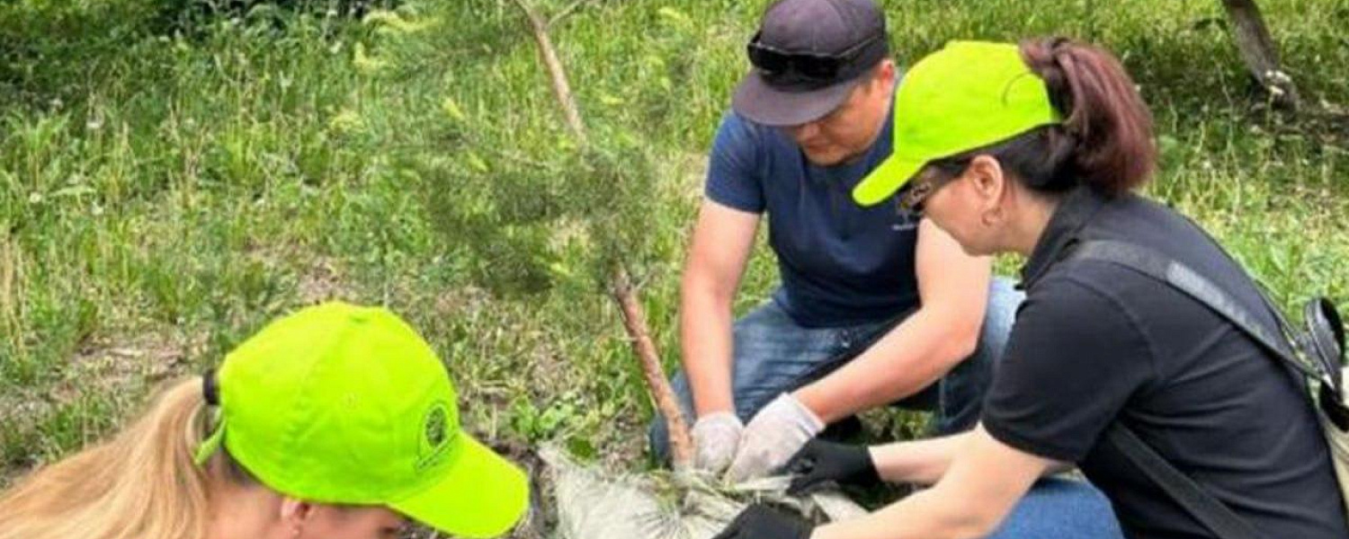 Как выполняется поручение Токаева по высадке 2 млрд деревьев