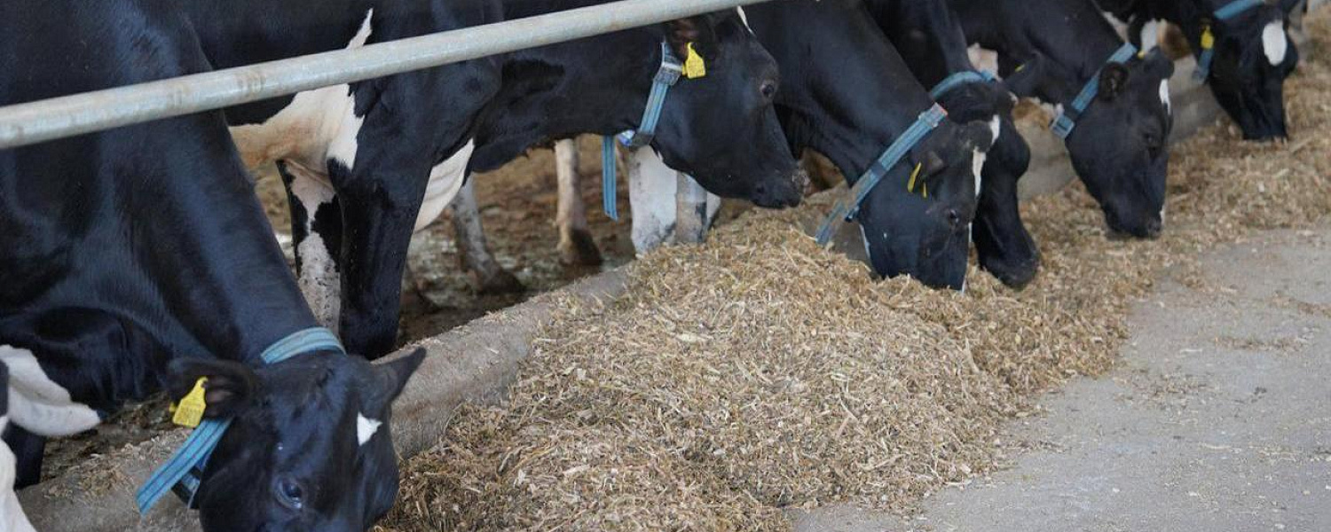 Миллиарды из бюджета уходят через махинации в аграрной отрасли