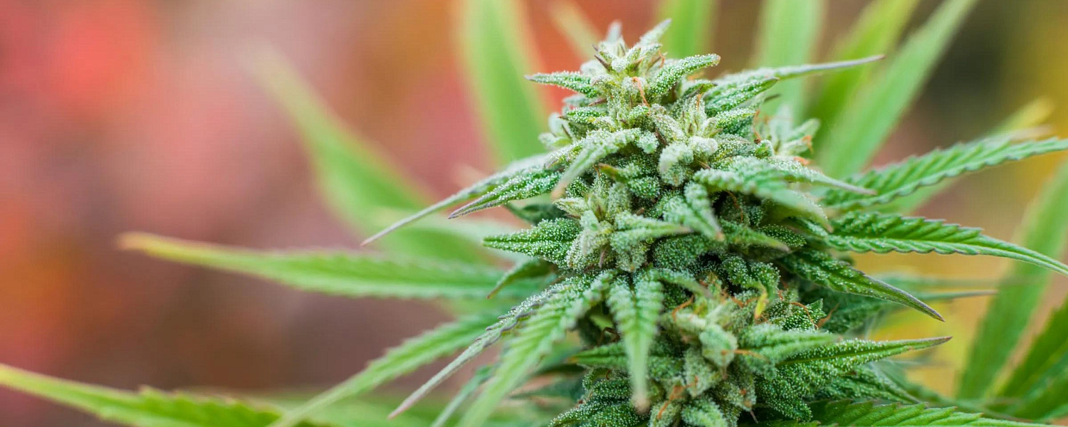 В Казахстане утвердили требования к выращиванию конопли 