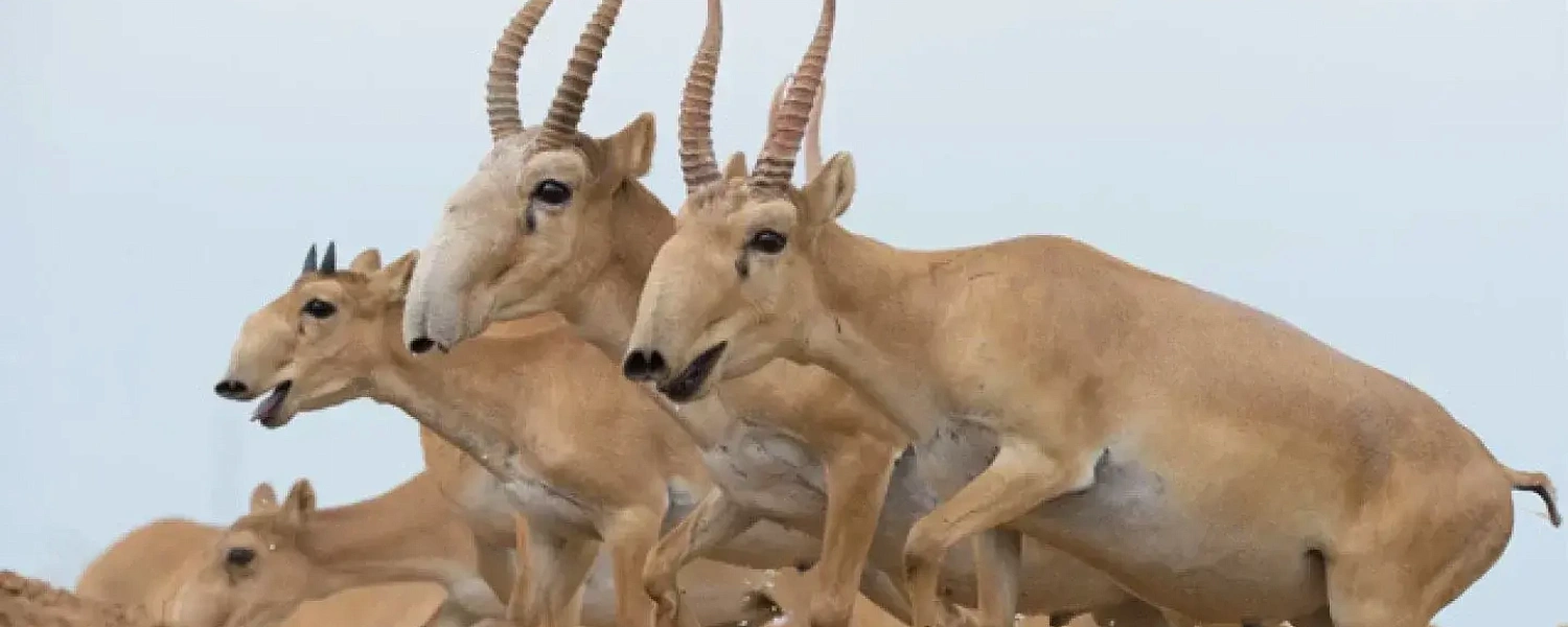 Более 100 мертвых сайгаков обнаружили в реке Актюбинской области