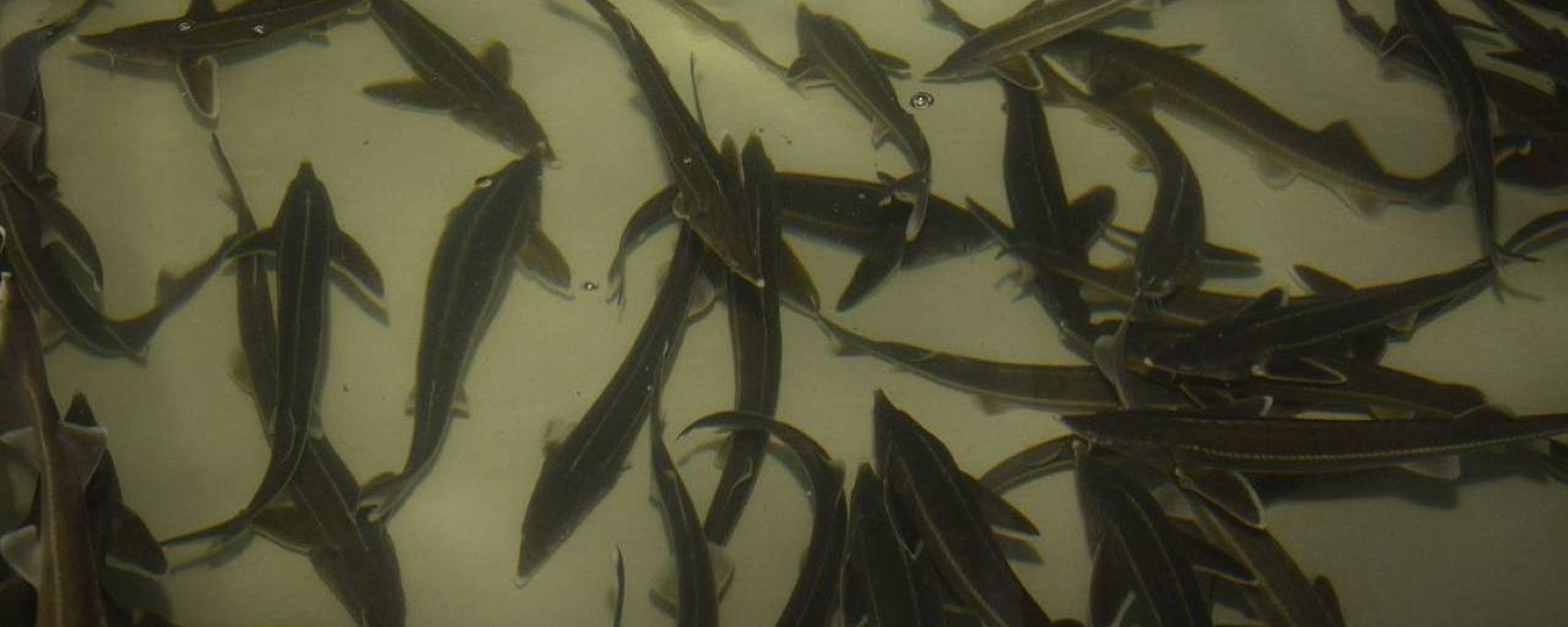 Черную икру на бюджетные деньги хотели закупить в Атырауской области