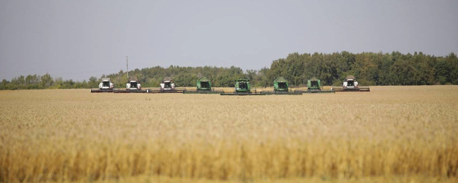 Правительство определило закупочные цены на пшеницу 