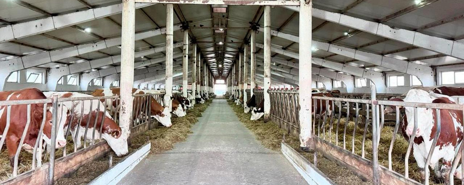 В Казахстане растет производство мяса и молока