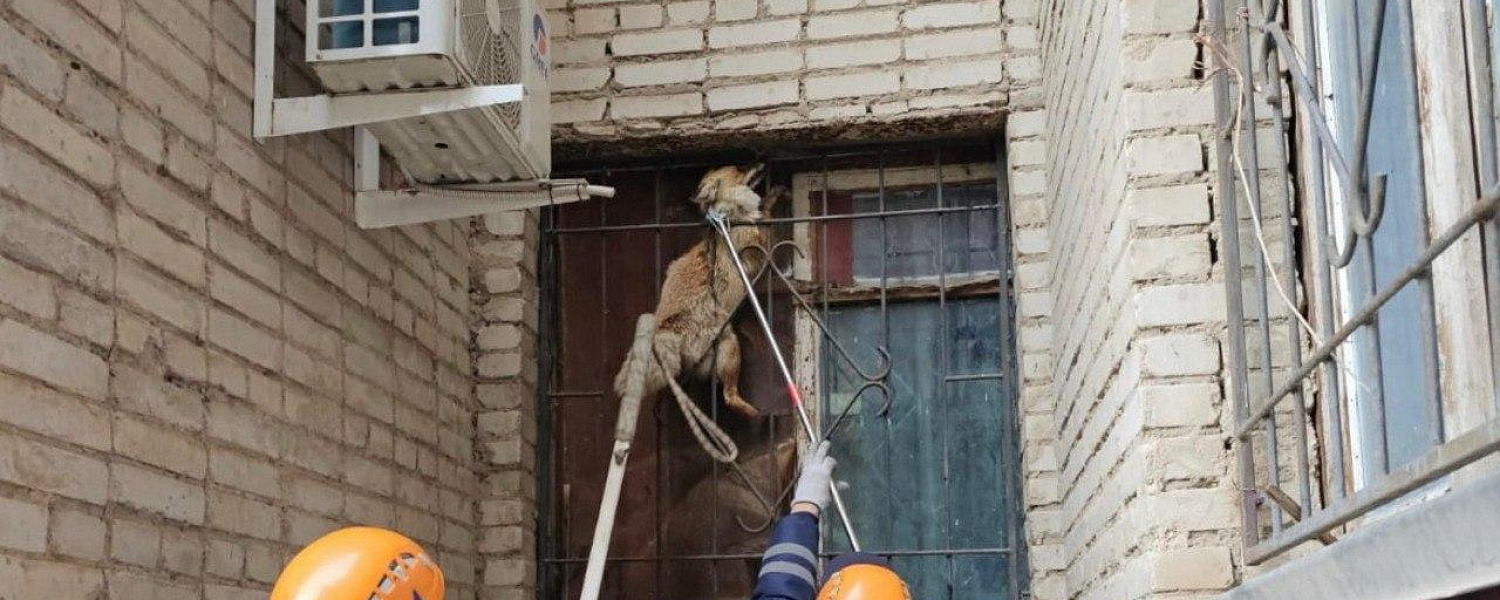 Лиса застряла в решетке на окне жилого дома в Уральске