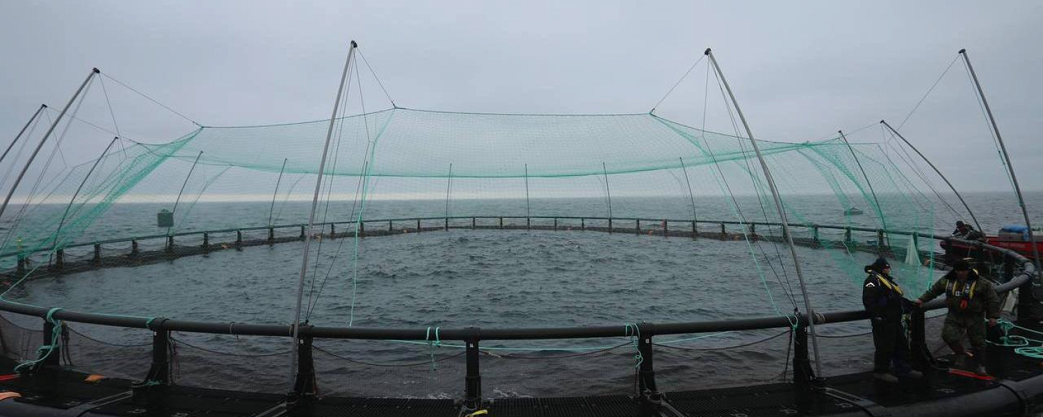 30 тысяч мальков форели выпустили в садки на Каспийском море