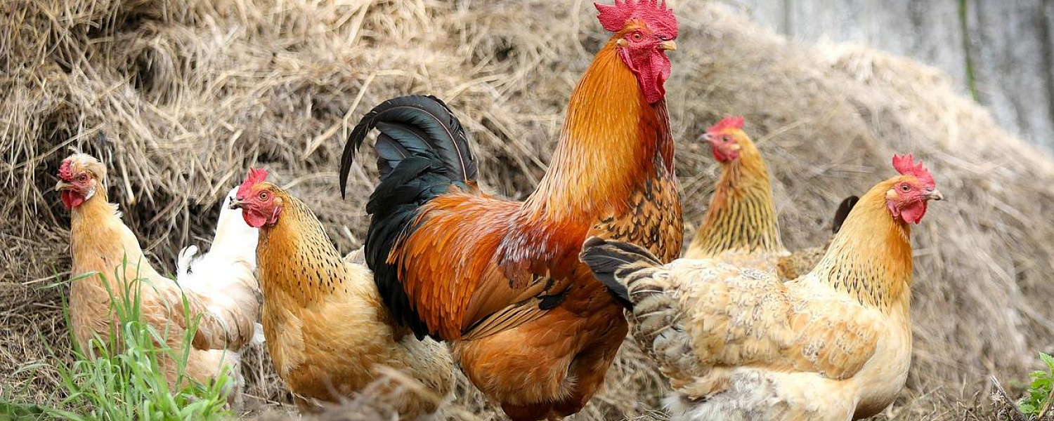 Казахстанские куры пойдут на экспорт